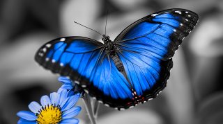 Vibrant Flower with Black and Blue Butterfly HD Pics