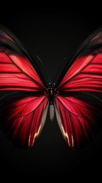 Download Free Black-and-Red Butterfly Pictures for iPhone