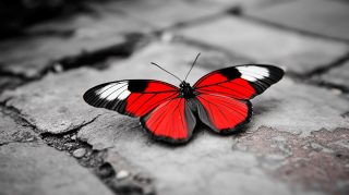 Ultra HD Black and Red Butterfly 4K Desktop Background