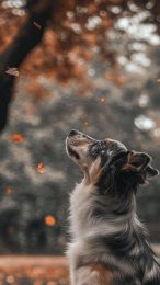 Stunning HD Australian Shepherd Wallpaper for iPhone