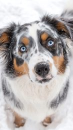 Enjoy Australian Shepherd Mobile Wallpapers for Every Phone