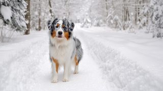 Free Download: Blue Merle Australian Shepherd Digital Background