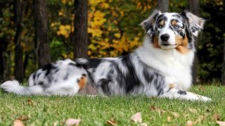 8K Blue Merle Australian Shepherd Images for Desktop Background