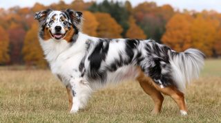 Stock Photos of Blue Merle Australian Shepherds for Free