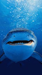 Eye-catching Cartoon Whale Shark HD Background for iPhone