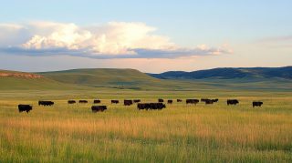 Ultra HD Cattle Ranch Images for Stunning Desktop Backgrounds