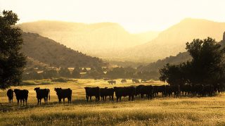 Captivating Cattle Ranch Stock Photos for Your Desktop