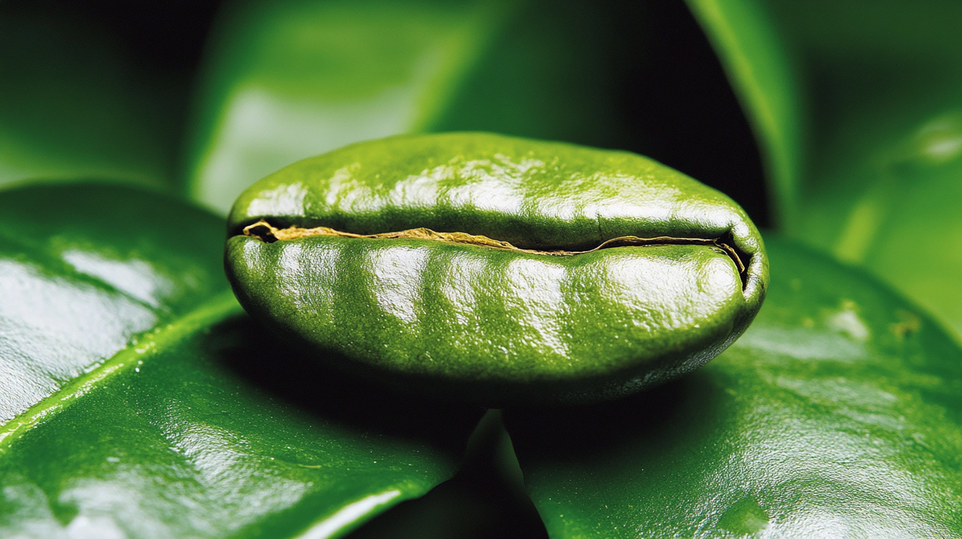 HD Wallpapers Featuring Coffee Beans and Tea Leaves