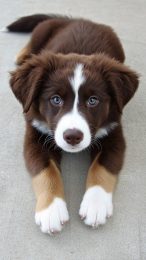 Charming Australian Shepherd Puppy Pictures for Mobile Wallpapers