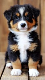 Sweet Australian Shepherd Puppy Photo for Mobile Devices