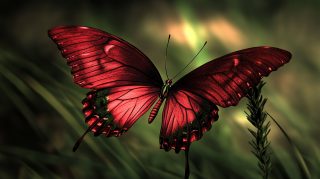 Dark Red Butterfly Wallpaper for 1920x1080 Displays