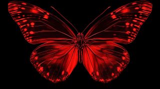 Dark Red Butterfly HD Wallpaper for 16:9 Displays