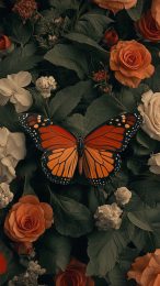 9:16 Butterfly and Flower Pictures for iPhone