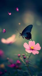 Captivating Flower and Butterfly HD Wallpapers for Android