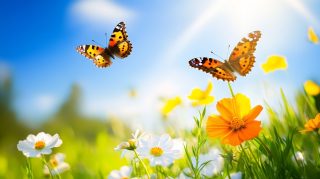 Free Ultra HD Desktop Backgrounds Featuring Butterflies