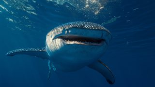 Download Stunning HD Wallpaper of Whale Shark