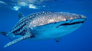 AI Wallpaper: Create Your Own Whale Shark Background