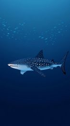 High-Definition Whale Shark Image for iPhone Screens