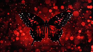 Magical Black and Red Butterfly HD Wallpaper Download