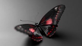 Free Wallpaper for Desktop: Enchanting Butterfly Photos