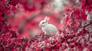 Charming Pink Bunny Pictures: HD Wallpapers for PCs