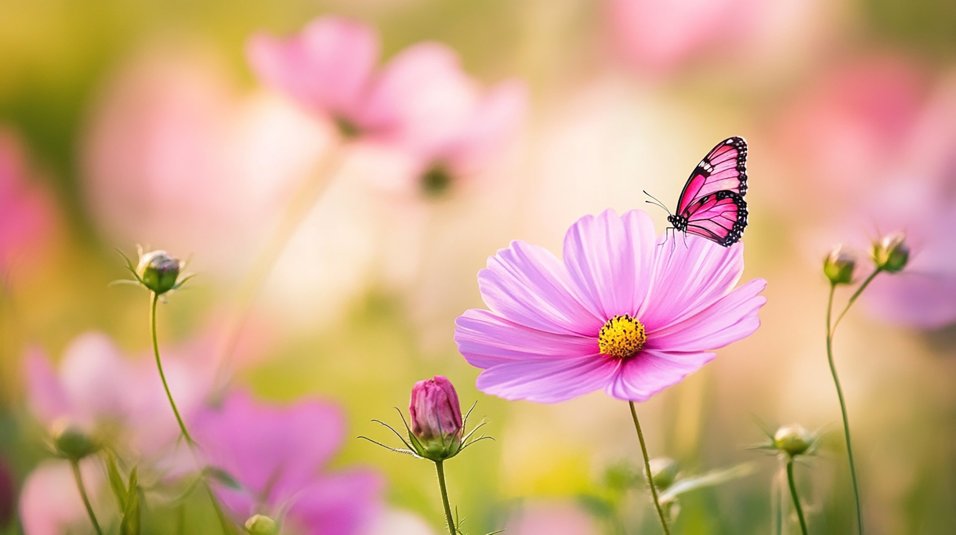 Free HD Wallpaper Featuring Pink Flowers and Butterflies