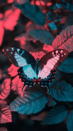 Unique Red Butterfly HD Wallpaper for Your Mobile Device