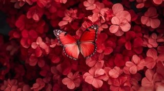 Free 4K Butterfly Wallpapers for Aesthetic Desktop