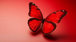 Vibrant Red Butterfly Wallpaper in 16:9 Aspect Ratio