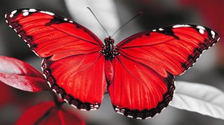 Beautiful Red Butterfly Stock Photos for Elegant HD Wallpaper