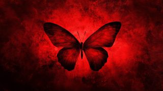 HD Wallpaper of Red Butterflies: Beautiful Stock Photos