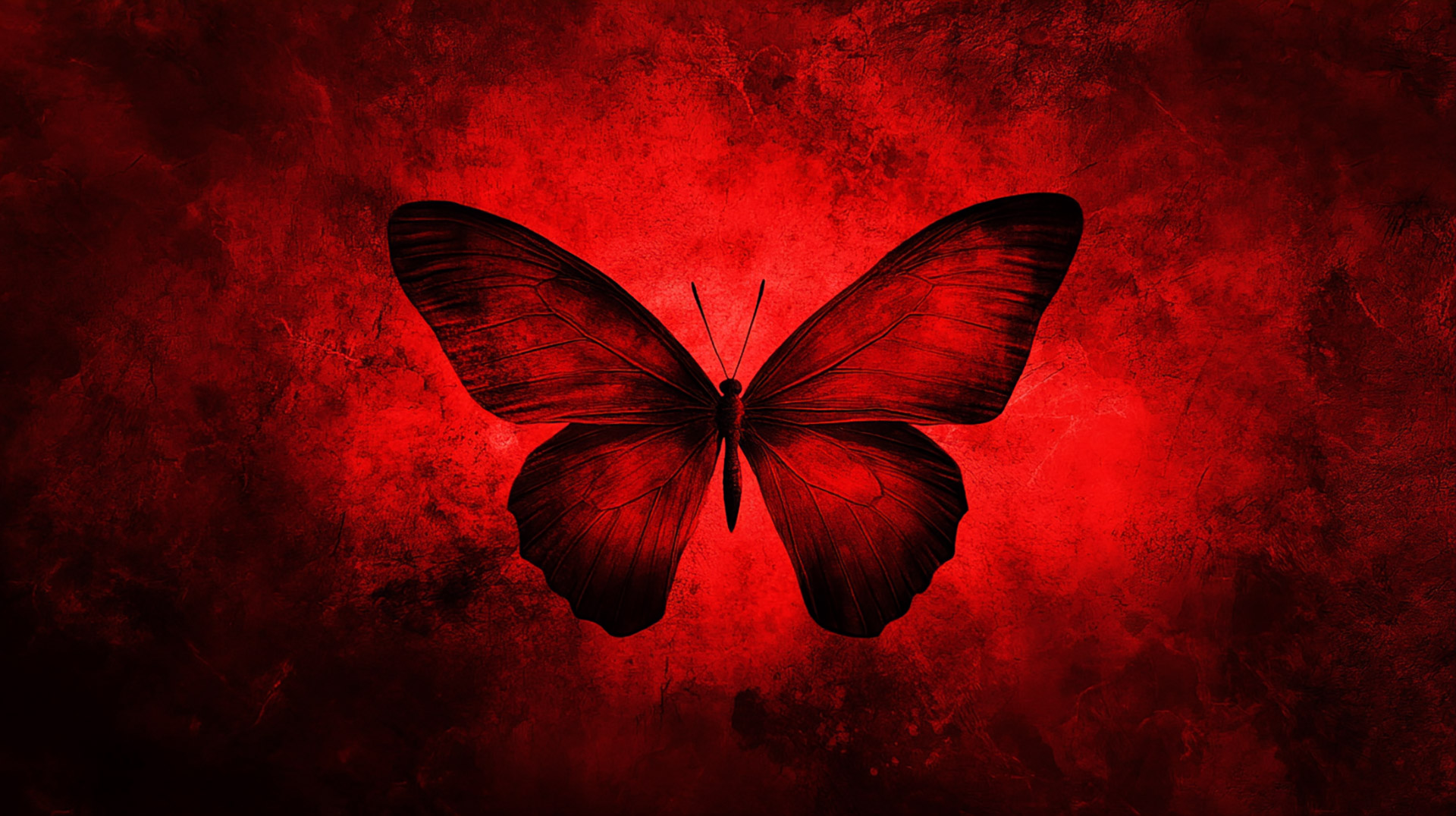 HD Wallpaper of Red Butterflies: Beautiful Stock Photos