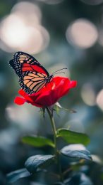 Free Mobile Wallpaper of Red Rose and Butterfly