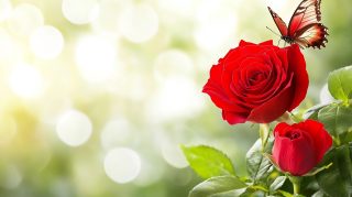 Digital Flowers: Red Rose with Butterfly Image