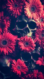 Stunning Skull and Floral Images for Mobile Download