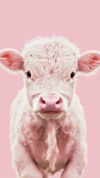 Stylish Strawberry Pink Cow Wallpaper for Smartphones