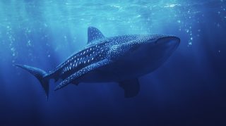 Free Whale Shark HD Wallpaper for Your PC