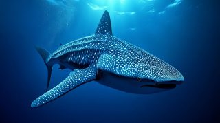 Download Beautiful Whale Shark Stock Photos for Free