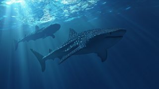 Dynamic Whale Shark HD Pics for Your Desktop