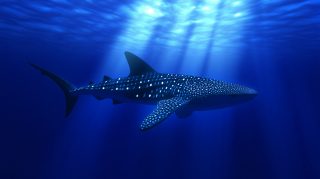 Whale Shark Photos: Free High-Quality Backgrounds