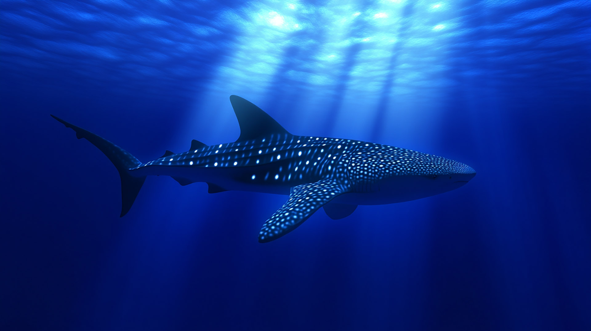 Whale Shark Photos: Free High-Quality Backgrounds