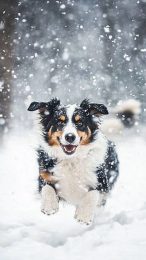 Download Winter Australian Shepherd Mobile Backgrounds in 9:16