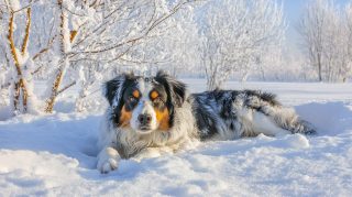 HD Wallpaper for Desktop Featuring Australian Shepherds in Snow